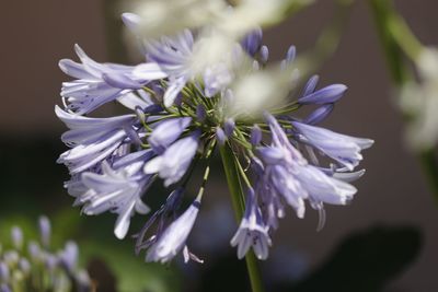 Close-up of purple flowering plant