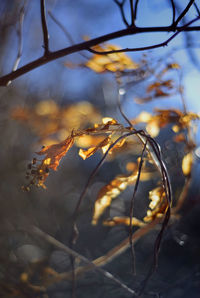 Close-up of flowers against blurred background