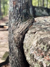 Close-up of tree trunk