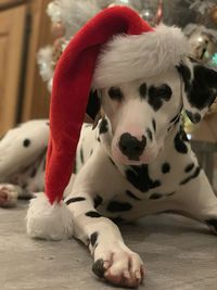 Christmas close-up of dog dalmatian 