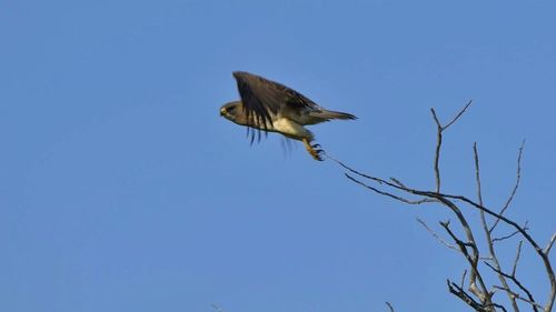 Low angle view of eagle flying against clear blue sky