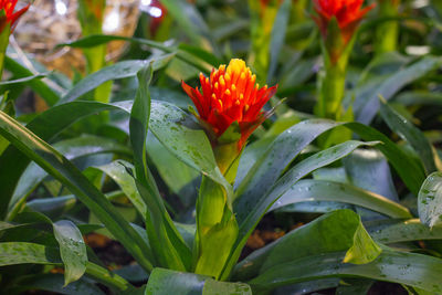 Close-up of red flowering plant