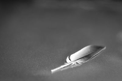 Close-up of feather on table