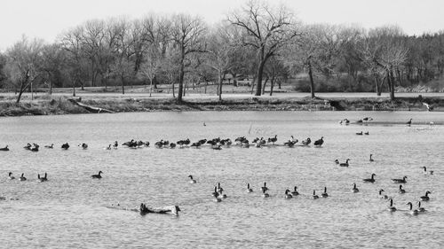 Birds in lake by bare trees