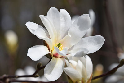 Close-up of white flowers