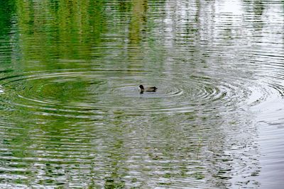 Swan swimming in lake