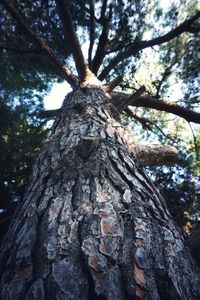 Low angle view of tree trunk