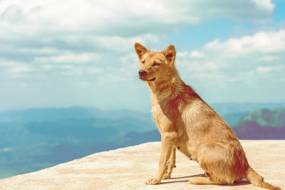 Dog sitting on mountain against sky