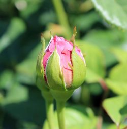 Close-up of pink rose