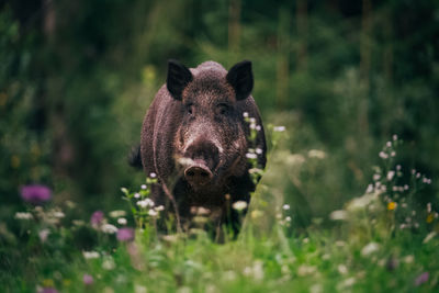Portrait of pig in forest