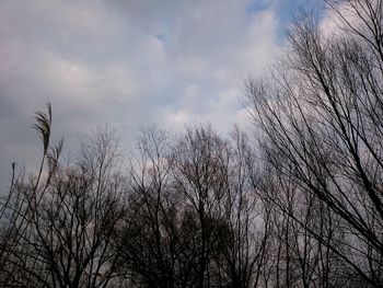 Low angle view of bare trees against sky