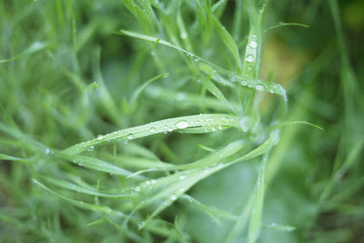 Close-up of wet grass