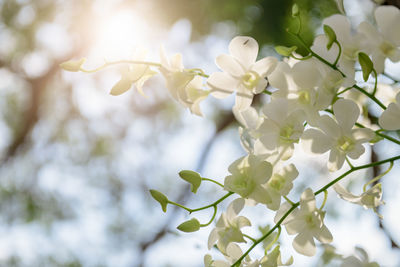 Beautiful white vanda orchid flower on sky background with light sun, nature background