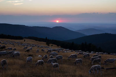 Flock of sheep on farm against sky