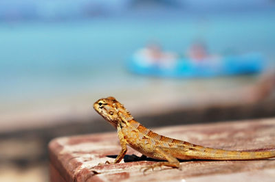 Close-up of lizard on rock