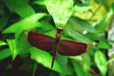 Close-up of dragonfly on plant