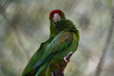 Close-up of parrot perching on branch