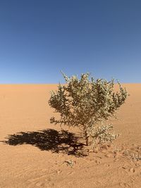 Tree in desert against clear blue sky