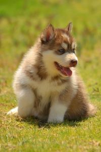 View of dog sitting on grass