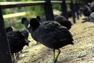 Close-up of a bird on field