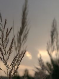 Close-up of plant against sky at sunset