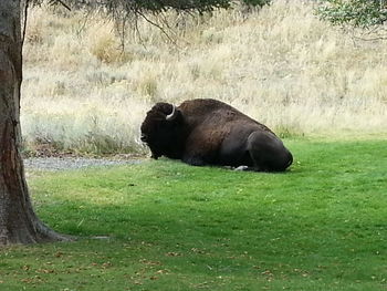 Dog relaxing on grassy field