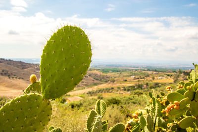 Cactus growing on field against sky