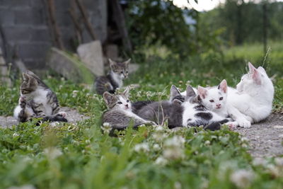 Cats resting in the ground