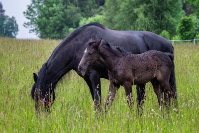 Horse standing on field