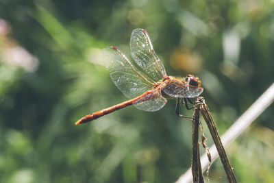 Close-up of damselfly on leaf