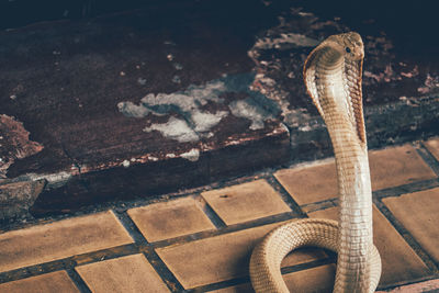 High angle view of lizard on table