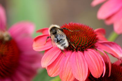 Close-up of bee pollinating on pink flower