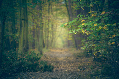 Trees in forest