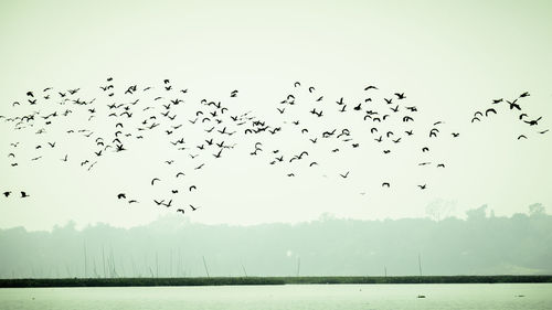 Flock of birds flying in the sky