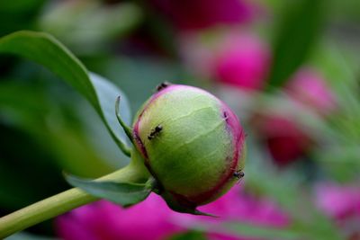 Close-up of plant