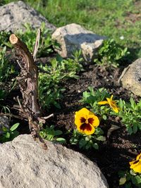 High angle view of flowering plant on rock