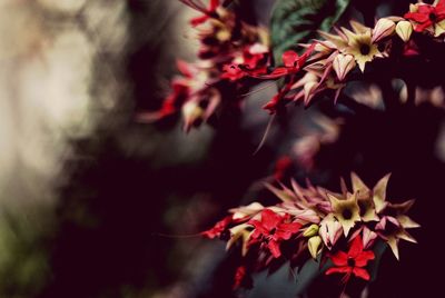 Close-up of red flowers on branch