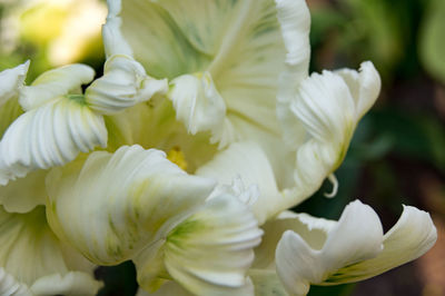 Close-up of white flowering plant