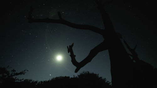 Low angle view of silhouette man against trees at night