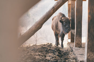 Horse standing in zoo