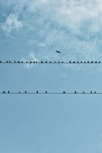 Low angle view of birds flying against clear sky