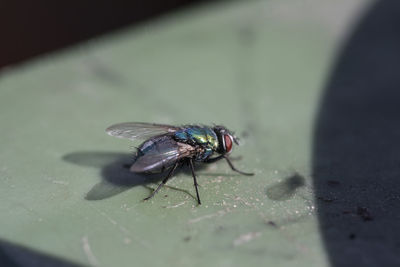 Close-up of fly