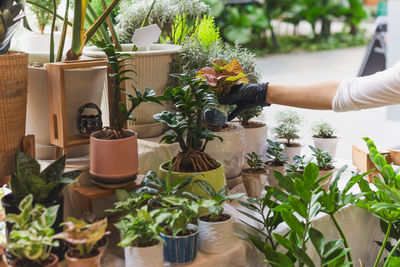 Cropped hand of woman holding potted plant