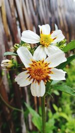 Close-up of flowers