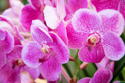 Close-up of pink orchids