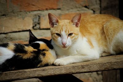 Close-up portrait of a cat