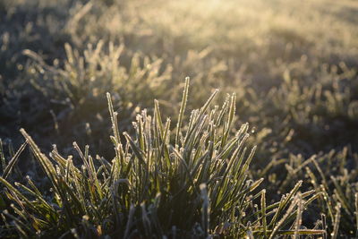 Close-up of plants growing on field