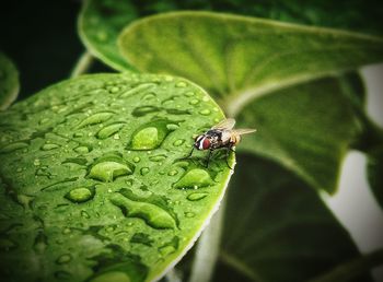 Close-up of ladybug on leaf