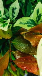 Close-up of wet leaves