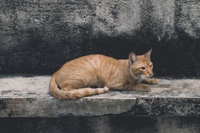 Portrait of ginger cat sitting outdoors